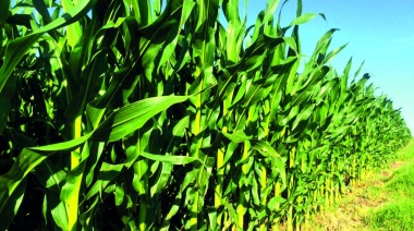 Sequía: el 71% de los productores dice haber recibido una mala respuesta del Gobierno