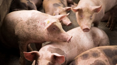 El Ministerio de Desarrollo Agrario dio inicio a la "Semana de la Lucha contra la Triquinosis"