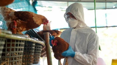 Los productores avícolas afectados por la influenza aviar ya pueden solicitar la asistencia