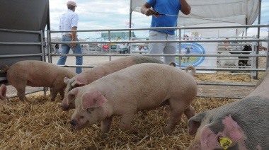 La producción de carne de cerdo avanza hacia un nuevo récord este año