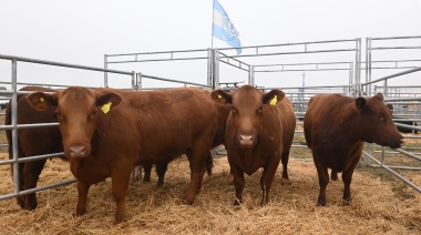 Agroactiva: destacan el crecimiento "exponencial" de la ganadería