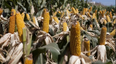La Bolsa de Bahía Blanca estima un rendimiento promedio de 5.800 kilos por hectárea de maíz