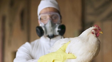 Sin casos de influenza aviar en el país en la última semana