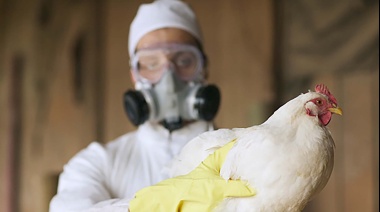 Las exportaciones avícolas cayeron 28% en volumen y 35% en ingreso de divisas por la influenza aviar