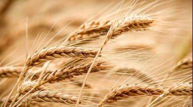El trigo y el maíz equiparan las hectáreas de soja, según cifras de las últimas cosechas