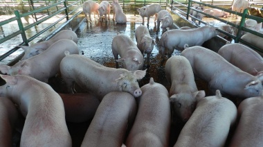 Relanzan programa de asistencia para productores porcinos