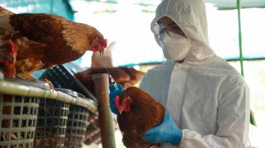 Vietnam reabrió su mercado a las exportaciones agrícolas argentina tras cierre por gripe aviar