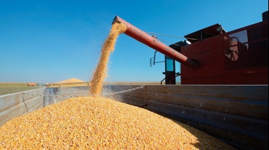 Productores vendieron más de 493.000 toneladas de maíz y acumulan 4,36 millones