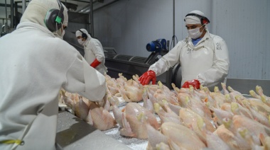 El SENASA informó que Argentina es "país libre" de influenza aviar
