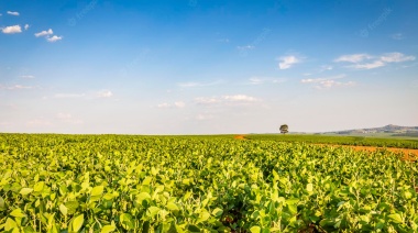 La soja aumenta el territorio cultivado despúes de nueve años de caída