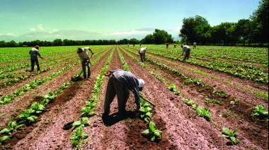 Aumentan los salarios mínimos en la actividad agraria