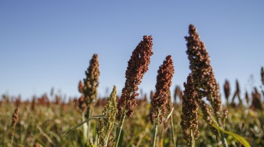 La Bolsa de Cereales dio por concluida la cosecha de sorgo
