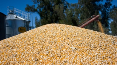 La campaña de maíz fue 15% menor que el año anterior