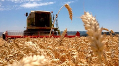 La Bolsa de Rosario recortó las estimaciones para la cosecha de trigo por la falta de lluvia