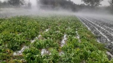 Más de 4000 productores frutihortícolas bonaerense pueden recibir el subsidio por tormenta