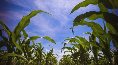 Fertilización en maíz, cómo maximizar el aprovechamiento de los nutrientes del suelo