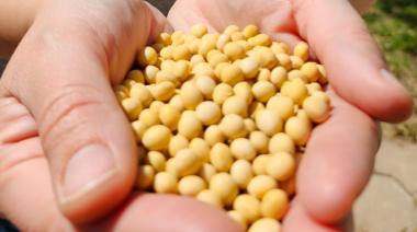 El INTA describió el genoma completo de una variedad de soja No OGM