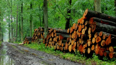 La industria forestal busca "cambiar el paradigma" para impulsar la construcción con madera