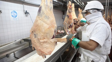 La faena de ganado bovino subió 5,8% en noviembre respecto de octubre y 5,4% interanual