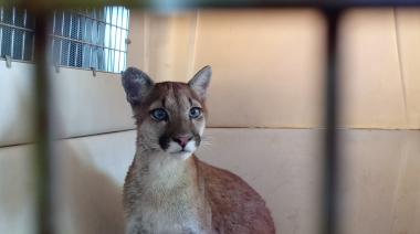 Ese es mi amigo el Puma: Desarrollo Agrario rescató un cachorro que era retenido como mascota