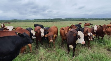 Proyectan que la cadena de valor bovina tiene potencial para aumentar 30% la producción hacia 2028