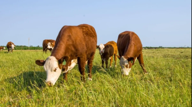 La faena de ganado bovino subió 7,1% en enero respecto de diciembre pero bajó 3,2% interanual
