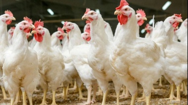 Desarrollo Agrario habilitó el registro de establecimientos avícolas con sistemas pastoriles de producción