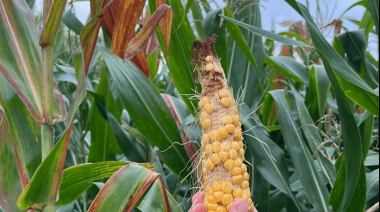 El Gobierno avanza en combatir la enfermedad de la "chicharrita" que afecta al maíz argentino