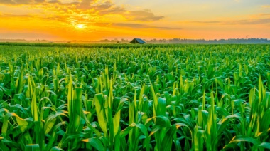 Una buena para el maíz: no avanzaron los ataques de chicharritas