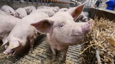 Empresas de genética porcina se unen para formar la primera cámara argentina