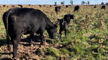 Recuperar ambientes bajos, a cambio de kilos de carne