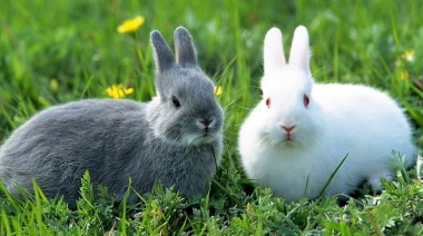 Se podrá sacar un conejo de la galera: se autoriza su importación como animales de compañía