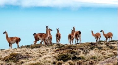 ¿Salen milanesas de guanaco? habilitan a las provincias a desarrollar un “uso sostenible”