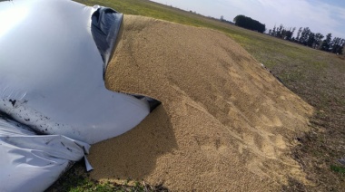El delito rural no tiene freno en la Provincia: le robaron 13 toneladas de soja a un dirigente de Carbap