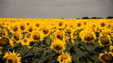 La Bolsa bahiense informó cómo viene la siembra de girasol, maíz y soja en la provincia