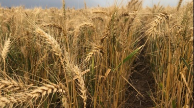En el noroeste de la provincia hay productores que pierden plata en la cosecha de la fina