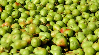 La fruticultura pyme de Río Negro y Neuquén está al borde del colapso