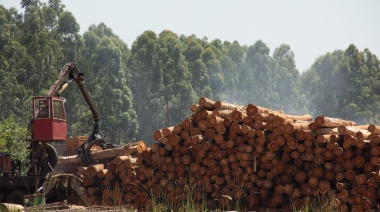 Optimismo en la industria forestal por el RIGI y la estabilidad económica