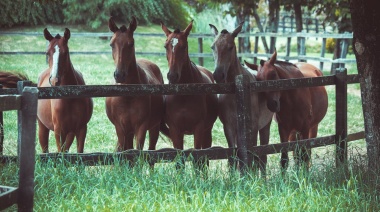 La exportación de equinos en pie creció 9% en el primer bimestre del 2025