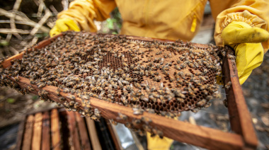 Abejas en la ciudad: crece el impulso de la apicultura urbana en Buenos Aires