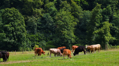 Carnes a la UE: Argentina hace los deberes para cumplir con las exigencias