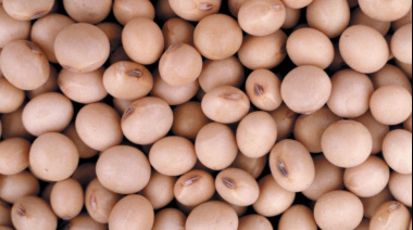 La Secretaría de Agricultura, Ganadería y Pesca incorpora inteligencia artificial para identificar variedades de soja