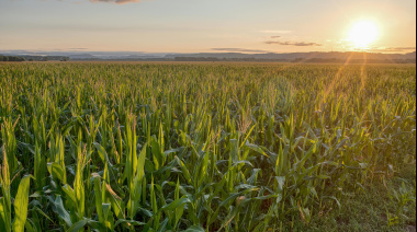 La soja repunta y el maíz retrocede: cómo cambiaron los márgenes del productor en agosto