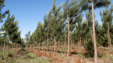 Se incrementó la superficie de plantaciones forestales en más de 48.000 hectáreas nuevas
