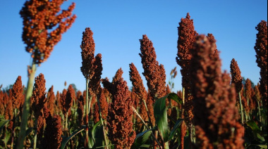 Finalizó la cosecha de sorgo con una producción de 3,1 mill/tn