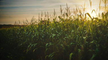 Casi el 70% de la producción de granos se realiza en campos arrendados