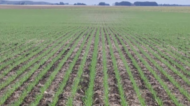 Crece el consumo de fertilizantes de la mano de más de 6,6 millones de hectáreas de trigo sembradas
