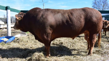 Limousin, presente en la 78º Exposición de la Sociedad Rural de Jesús María, Córdoba
