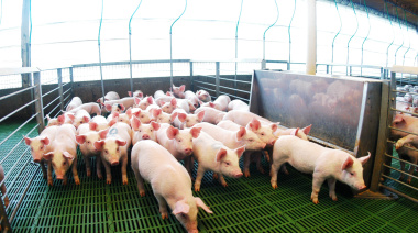 Argentina marcó un récord en faena y producción de carne porcina