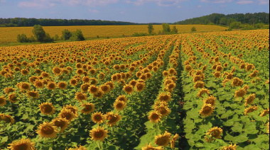 Aumenta la superficie estimada para el girasol